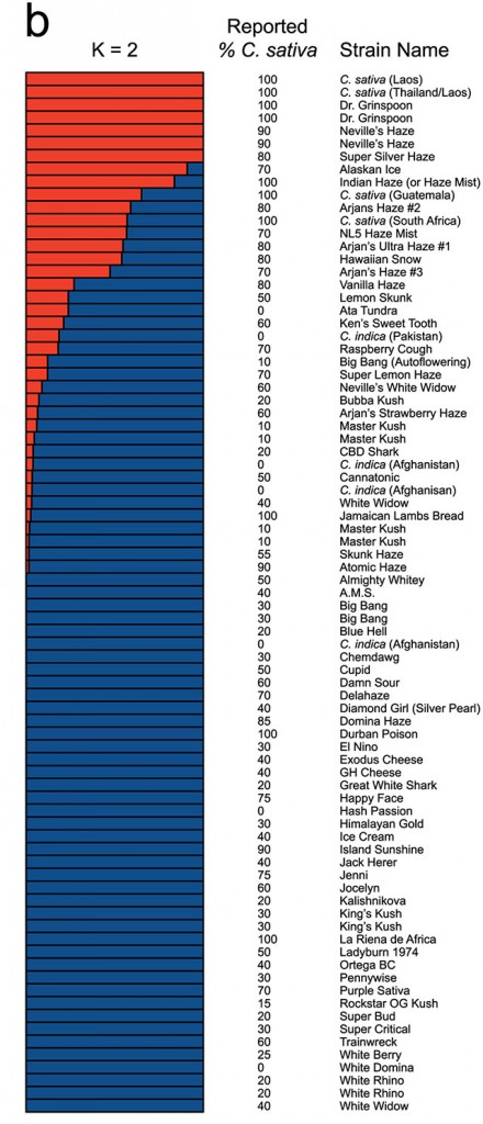 cannabis-genes