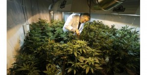 REQUEST TO BUY THIS PHOTO TED S. WARREN | ASSOCIATED PRESS FILE PHOTO Jake Dimmock, co-owner of the Northwest Patient Resource Center medical-marijuana dispensary in Seattle, works with plants.