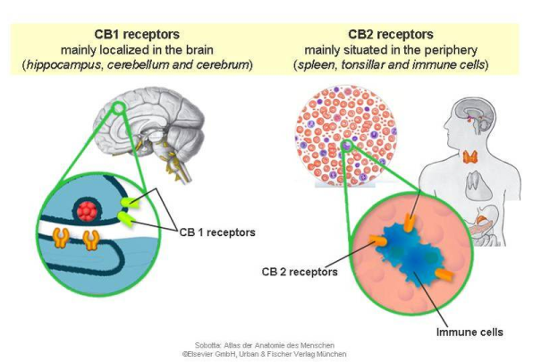 CB1-CB2-Receptors