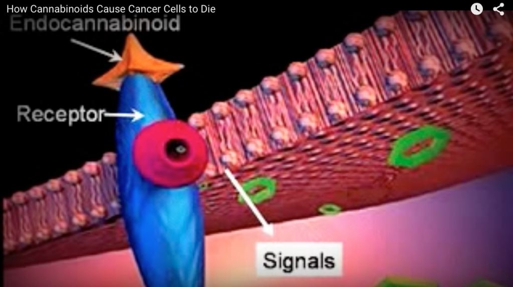 Receptor-Signals