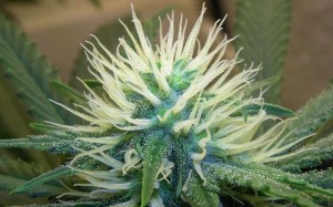 marijuana-plant