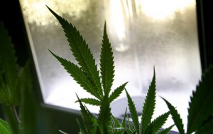 A marijuana plant sits behind glass at Oaksterdam University in Oakland, Calif., in July 2009. (Justin Sullivan, Getty Images file)