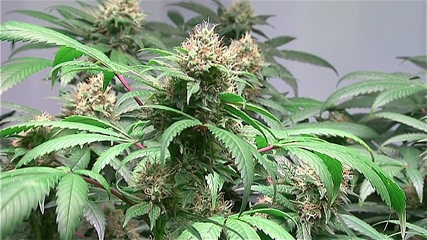 Prime Minister Justin Trudeau has promised to legalize marijuana. (CBC)