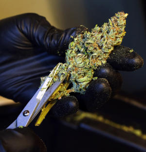 Trimming "Long Valley Kush" marijuana at the Healing Harvest Farms collective north of Laytonville, Calif. The annual march of migrant marijuana workers throughout California's pot-rich North Coast is in full swing but, like the pot industry itself, reaction to the workers' presence is mixed. (John Burgess/The Press Democrat via AP)