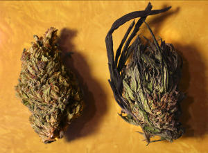 A flower of "Long Valley Kush" marijuana untrimmed, right, and one after trimming from the Healing Harvest Farms collective north of Laytonville, Calif. The annual march of migrant marijuana workers throughout California's pot-rich North Coast is in full swing but, like the pot industry itself, reaction to the workers' presence is mixed. (John Burgess/The Press Democrat via AP)