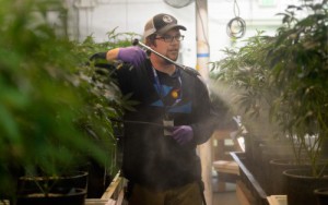 Lucas Targos, the head grower at L’Eagle, sprays marijuana plants in the cultivation room with neem oil, which helps combat spider mites and mildew and has been approved for use by the state in certain products. (Cyrus McCrimmon, The Denver Post)