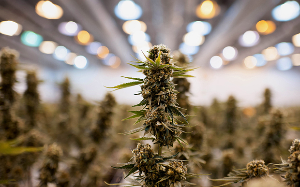Nearly matured medical marijuana plants  Photo: Bloomberg
