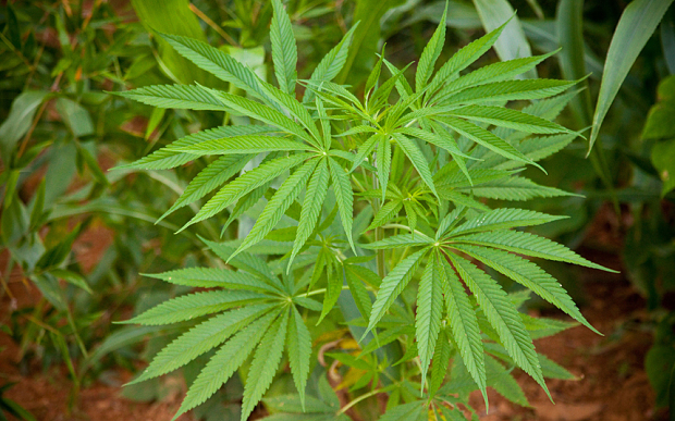 Germany could create a state cannabis agency for treating seriously-ill patients  Photo: Alamy