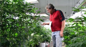 Eric Jacobson, a hydroelectric power plant designer, inspects pot plants. In December, he closed on a 40-acre certified-organic herb farm in Ridgway, where a Front Range hash oil manufacturer is planning to grow organic pot. (Jason Blevins, The Denver Post)