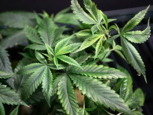 Marijuana plants for sale are displayed at the medical marijuana farmers market in Los Angeles