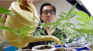 California lawmakers are working to repeal a March 1 deadline on local governments setting rules or bans on marijuana cultivation. Pictured: Canna Care employee John Hough waters young marijuana plants at the medical marijuana dispensary in Sacramento, Calif., on Aug. 19, 2015. (Rich Pedroncelli, Associated Press file)