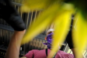 A worker inspects a marijuana plant at the LivWell cultivation facility in Denver. Regulators say they do not have enough data to say conclusively if legalized marijuana has made Colorado roads any less safe. (Denver Post file)