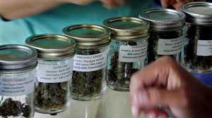 Some of the types of marijuana available at a marijuana cooperative in San Diego. (Eduardo Contreras / San Diego Union-Tribune)