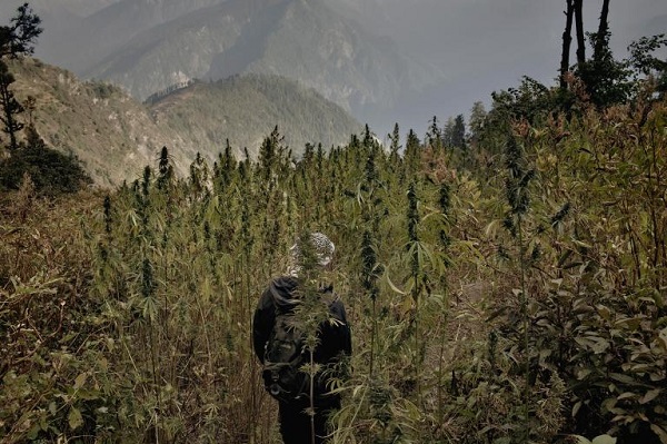 A farmer stands in a mountain cannabis field. PHOTOGRAPH BY ANDREA DE FRANCISCIS