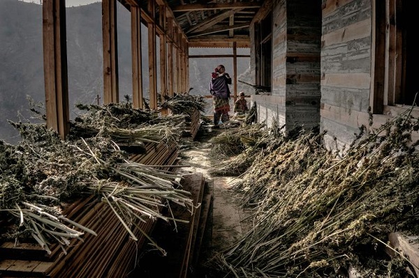 A farmer’s family collects dry plants they did not manage to turn to hashish before snow came. PHOTOGRAPH BY ANDREA DE FRANCISCIS