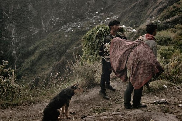 Two men carry freshly cut ganja from the field. It's an hours-long walk to their homes. PHOTOGRAPH BY ANDREA DE FRANCISCIS