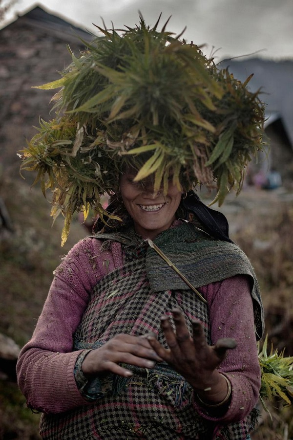 A local woman carries a ganja bundle on her head while pulling resin from her hands.