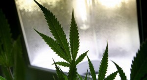 A marijuana plant sits behind glass at Oaksterdam University in Oakland, Calif., in July 2009. (Justin Sullivan, Getty Images file)