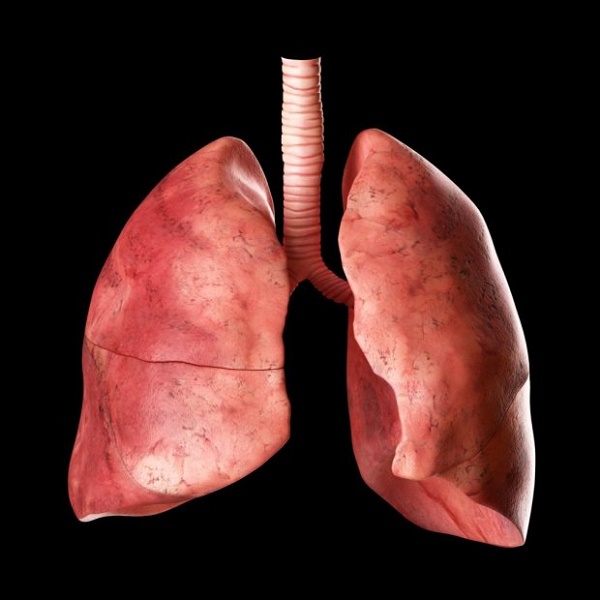 Human lungs, illustration