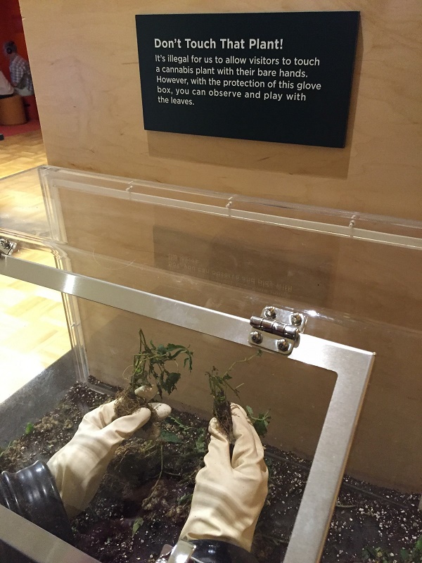 Since direct contact with the plants is illegal, gloves attached to a box allow visitors to handle cannabis plants without touching… (Photo: Andrew Bender)