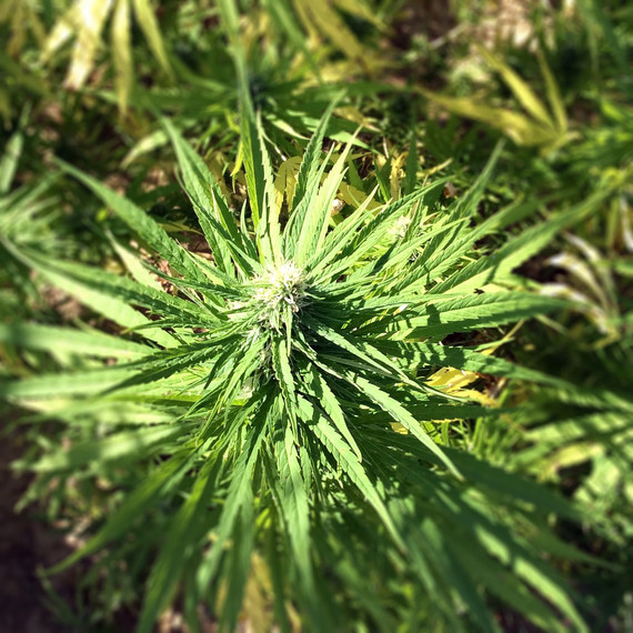 marijuana legalization