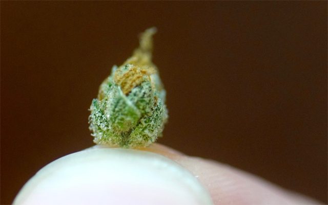 cannabis microdosing