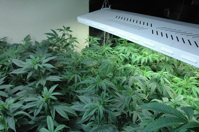 medical cannabis