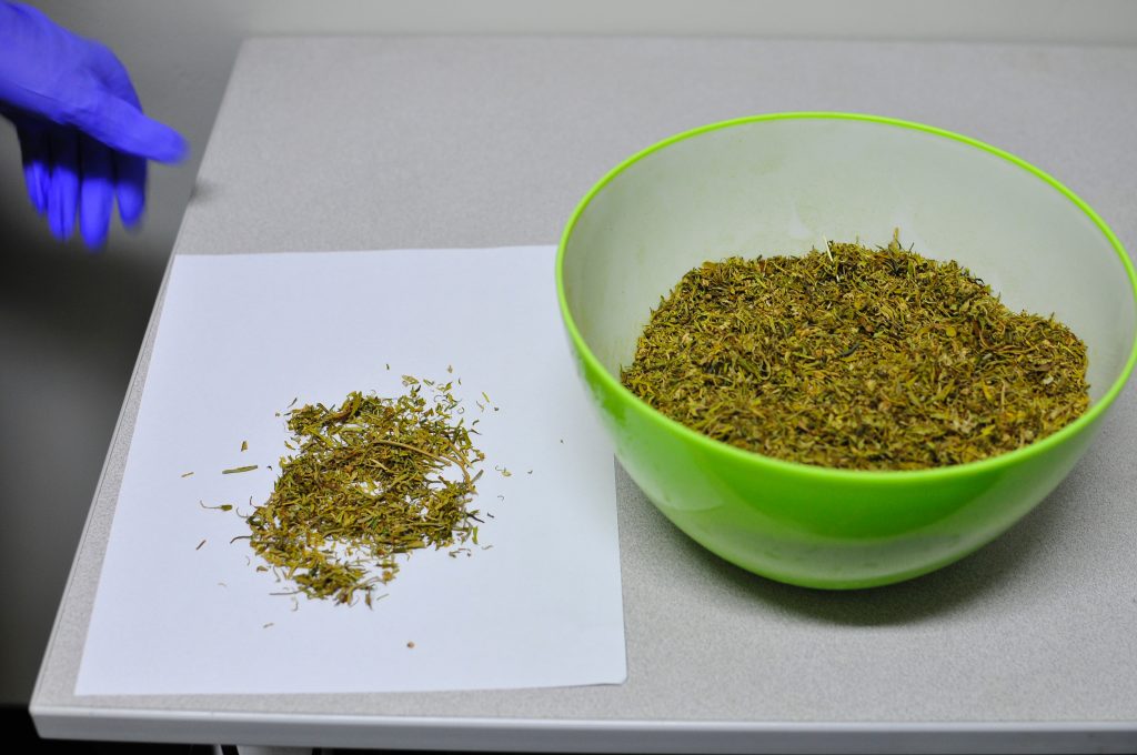 A researcher in Dr. Sue Sisley’s lab prepares to weigh a sample of marijuana received from the federal facility responsible for growing marijuana for clinical research. Photo courtesy of MAPS.