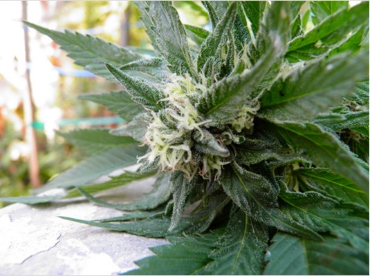 top-10-cannabanoids-ci-1