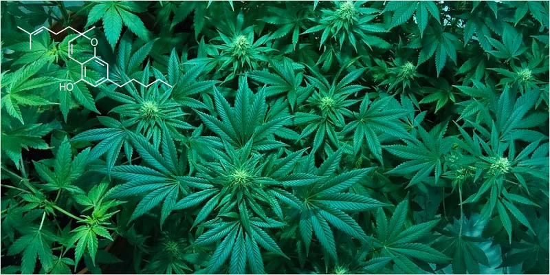 Photo credit: https://pixabay.com/static/uploads/photo/2015/12/30/20/07/marijuana-1114713_960_720.jpg