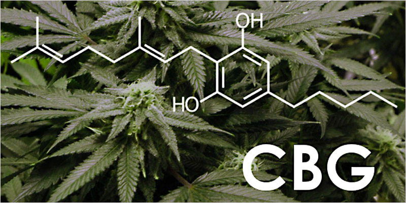 Photo credit: http://herb.co/wp-content/uploads/2015/10/cbg-01.jpg