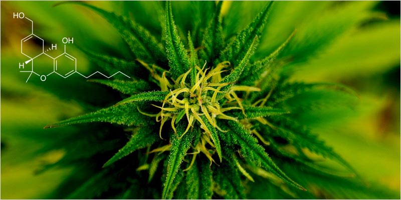 Photo credit: https://pixabay.com/static/uploads/photo/2013/04/08/14/22/marijuana-101796_960_720.jpg