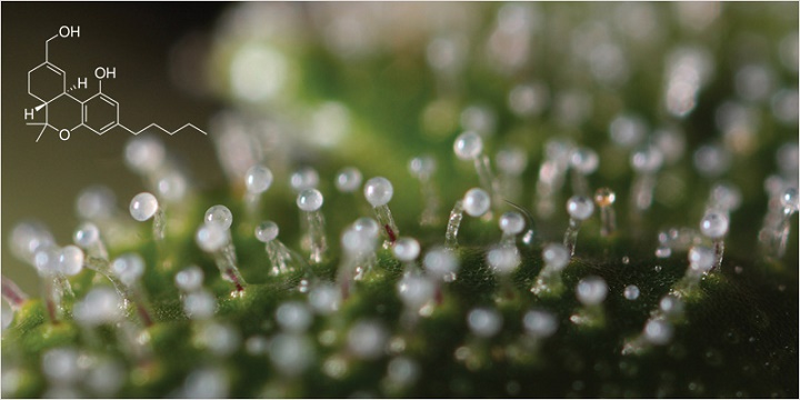 Photo credit: http://www.stonerdays.com/wp-content/uploads/2014/02/trichomes-3.jpg