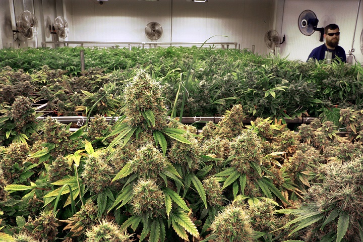 In this Tuesday, Sept. 15, 2015 photo, marijuana plants with their buds covered in white crystals called trichomes, are a few weeks away from harvest in the "Flower Room" at the Ataraxia medical marijuana cultivation center in Albion, Ill. Trichomes can be described as a blanket of crystal resin that surround the bud. They contain cannabinoids like THC and CBD. Marijuana strains with names like Blue Dream, OG Kush, Death Star and White Poison are now being cut and dried, and by mid-October, will be turned into medicine in many forms like oils, creams, buds for smoking, edible chocolates and gummies. (AP Photo/Seth Perlman)