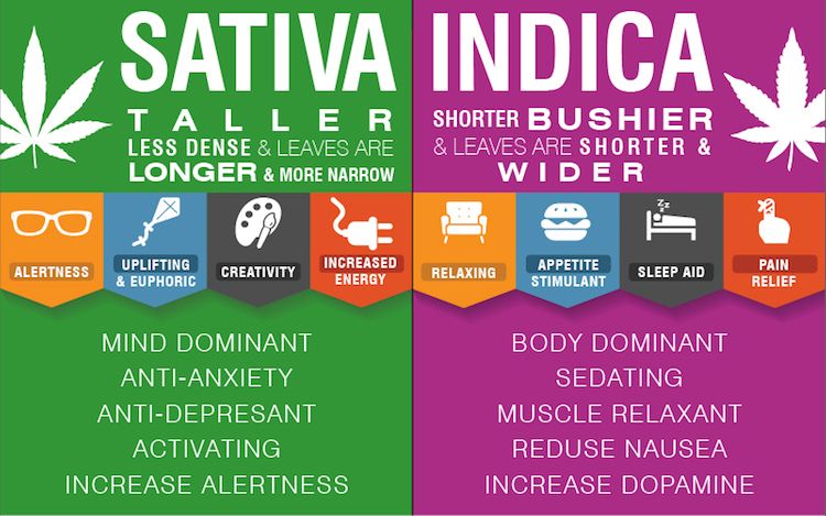 difference-indica-sativa-1