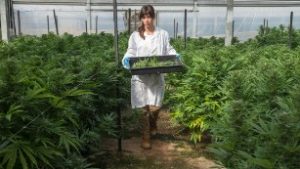 A worker at one of Israel's largest medical cannabis greenhouses prepares plants for harvest.