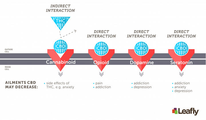 Figure 3: CBD interacts with many different receptor systems in the brain. It interacts with cannabinoid receptors indirectly by interfering with THC’s ability to activate them. CBD directly activates many other receptor types in the brain, including opioid, dopamine, and serotonin receptors. Its effects through those receptor systems may allow it to treat a variety of medical ailments. (Amy Phung/Leafly)