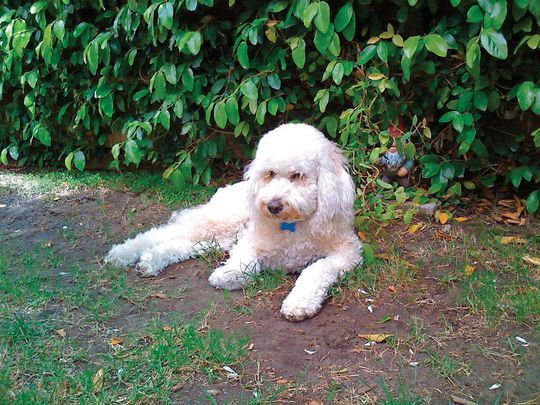 Lori Aronsohn of Los Angeles fed her 10-and-a-half-year-old Labradoodle Hamish Canna-Pet tablets and liquids to lessen his seizures. (Photo: Lori Aronsohn)