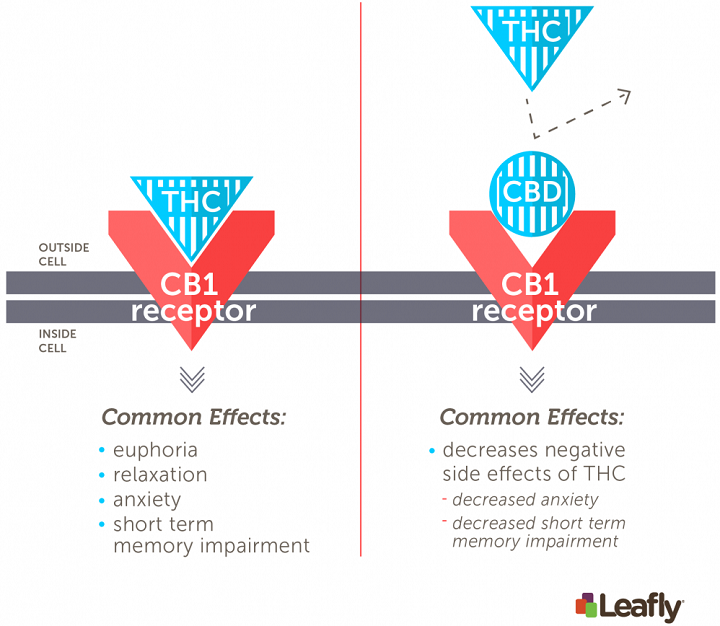 Figure 1: The psychoactive effects of cannabis depend largely on THC’s ability to activate CB1 receptors in the brain. Left: Activation of CB1 receptors by THC in the brain triggers many of the classical effects of cannabis. This includes pleasant effects like euphoria and relaxation and side effects like short-term memory impairment and anxiety, especially at higher doses. Right: CBD does not activate the CB1 receptor. Instead, CBD interferes with THC’s ability to activate the CB1 receptor, which can decrease some of THC’s side-effects. (Amy Phung/Leafly)