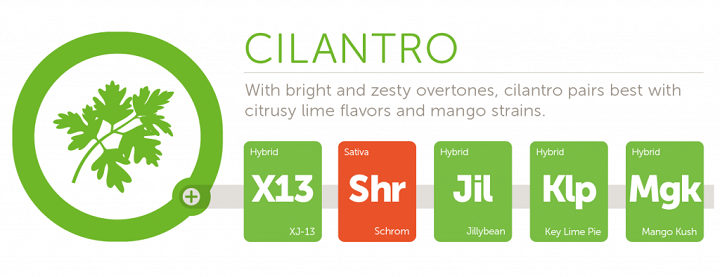 cilantro2x