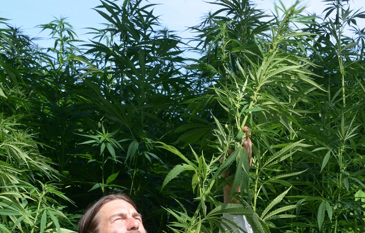 Hemp plants growing in a field in Germany. (Bernd Settnik, AFP/Getty Images file)