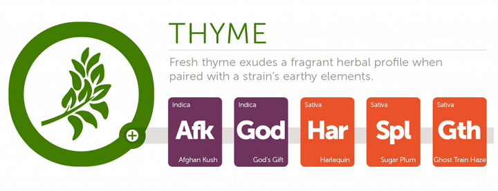 thyme2x