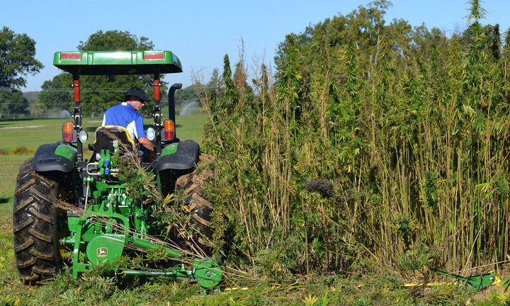 A tractor cuts a small plot of hemp at a University of Kentucky research plot near Lexington on Sept. 23, 2014. (Dylan Lovan, The Associated Press)