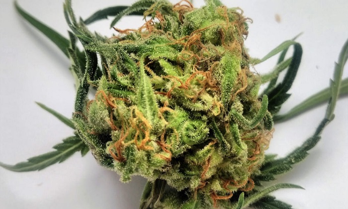 best-weed-strains-for-alzheimers-disease-2
