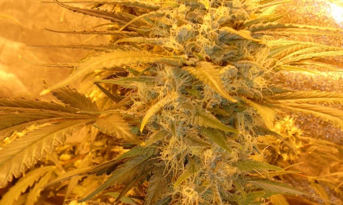 best-weed-strains-for-alzheimers-disease-3