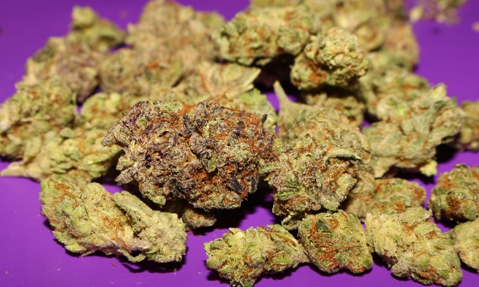best-weed-strains-for-alzheimers-disease-4