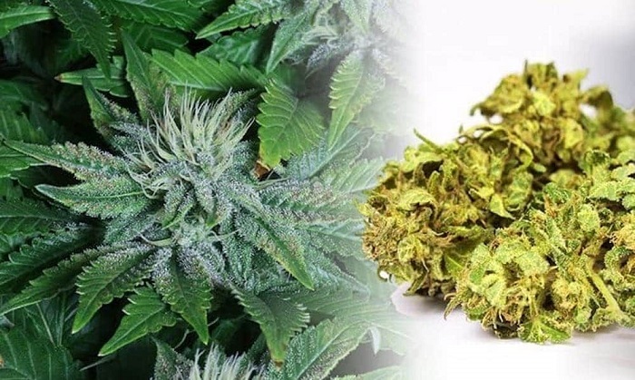 best-weed-strains-for-alzheimers-disease-7
