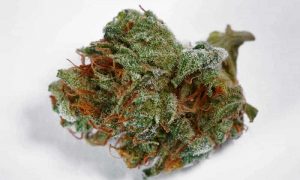 cannabis strains