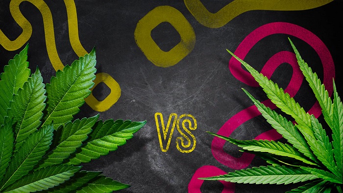 indica-vs-sativa