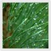 pinene